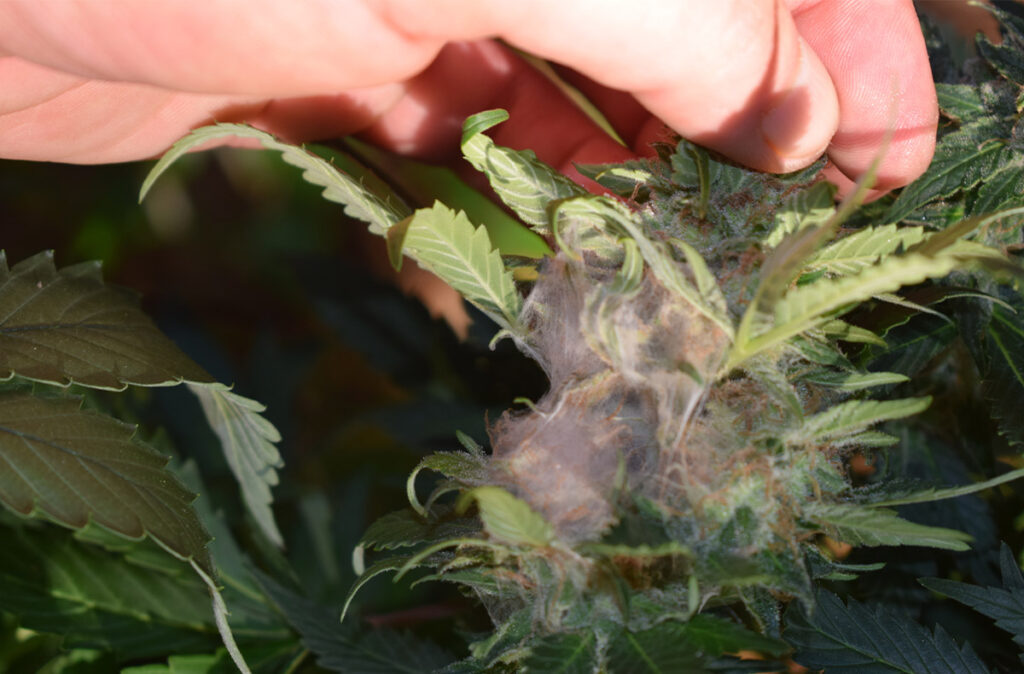 white and gray fungus bud rot botrytis on cannabis flower