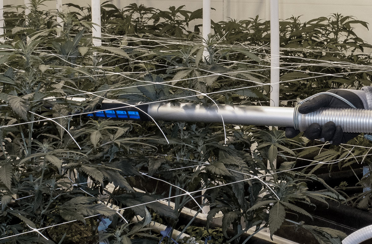 The Katana UVC Light Wand treating cannabis for powdery mildew and bud rot