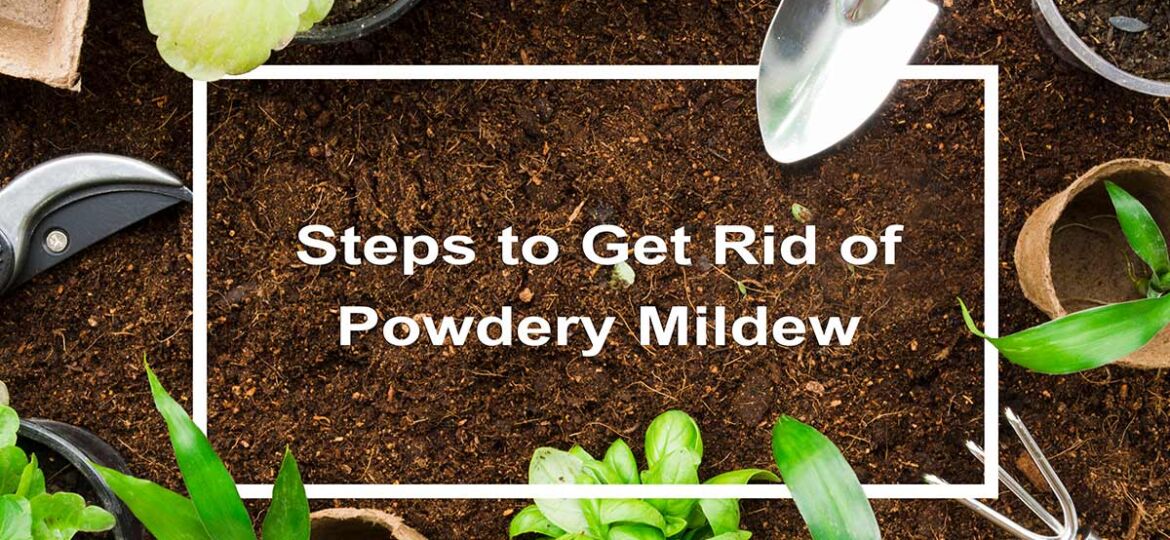 Graphic with plants and words that say Steps to get rid of powdery mildew