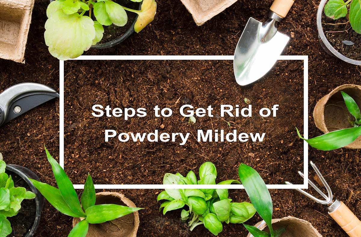 Graphic with plants and words that say Steps to get rid of powdery mildew