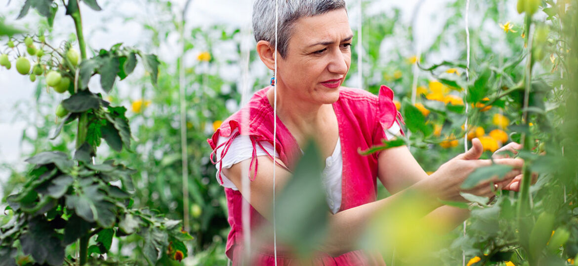 A women checking plants in a commercial greenhouse