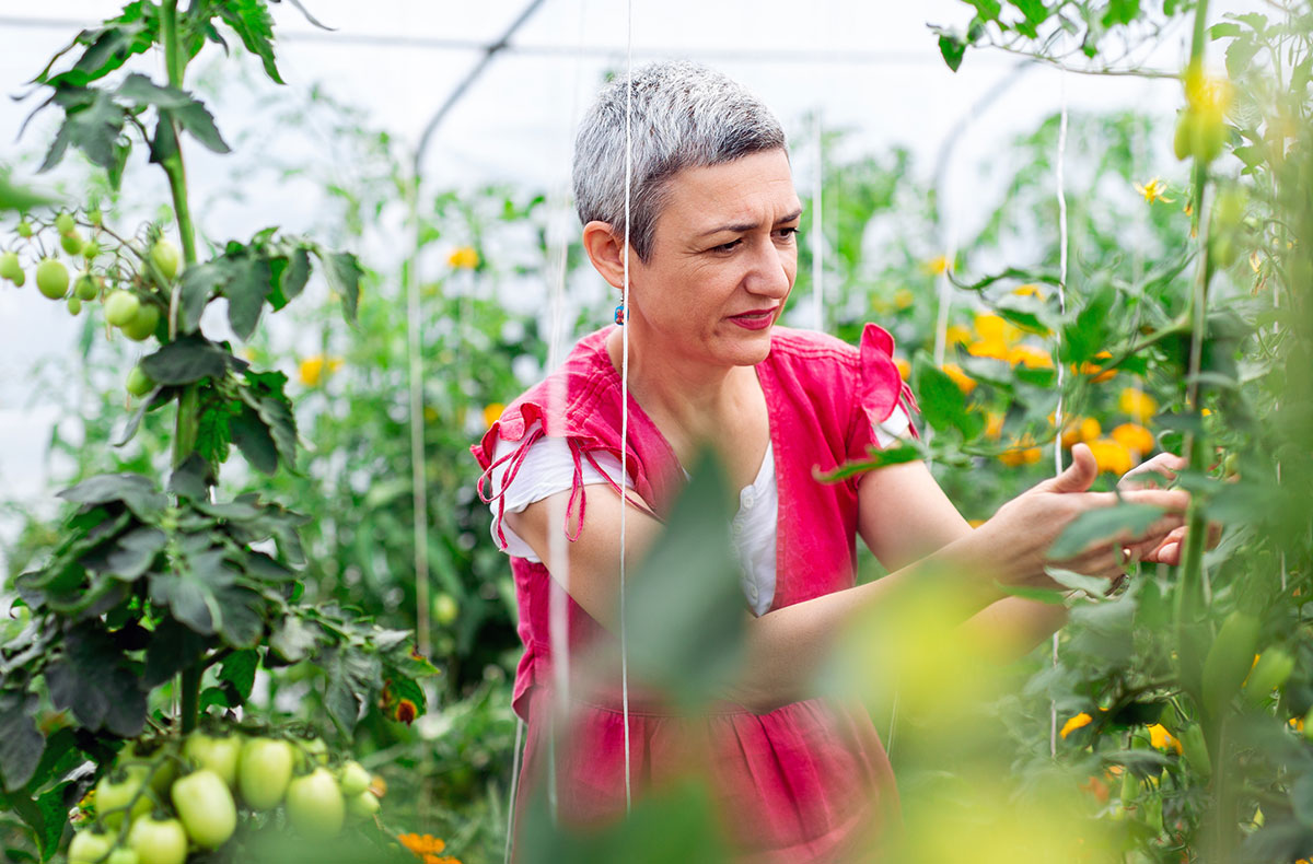 A women checking plants in a commercial greenhouse