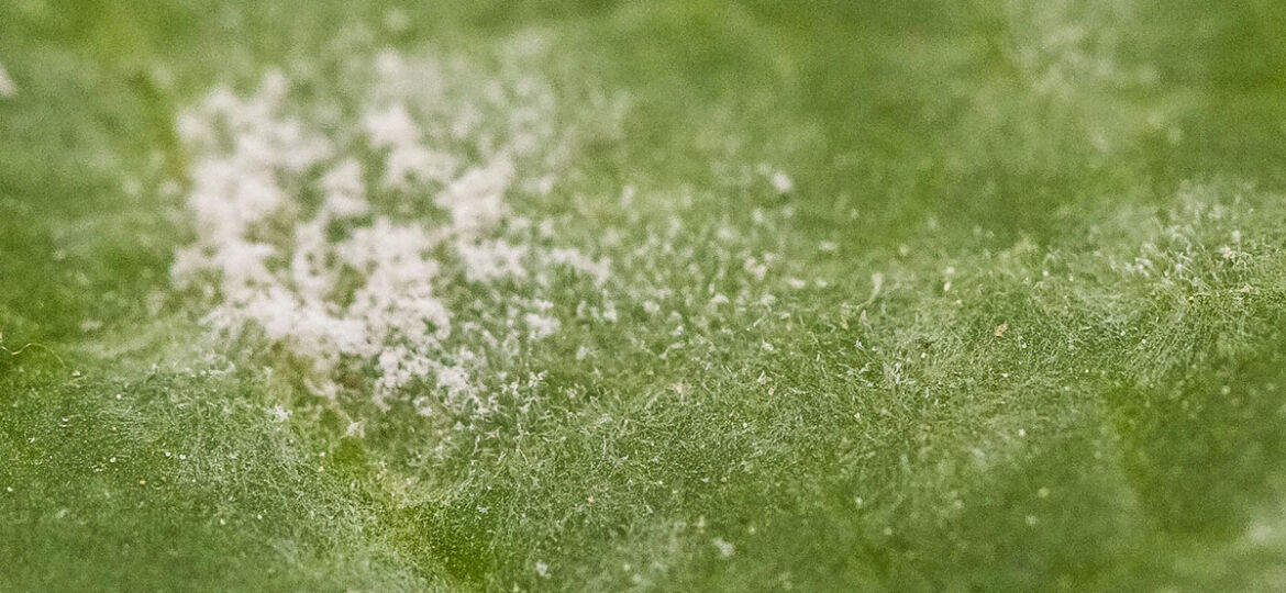 Close up of powdery mildew on a plant leaf