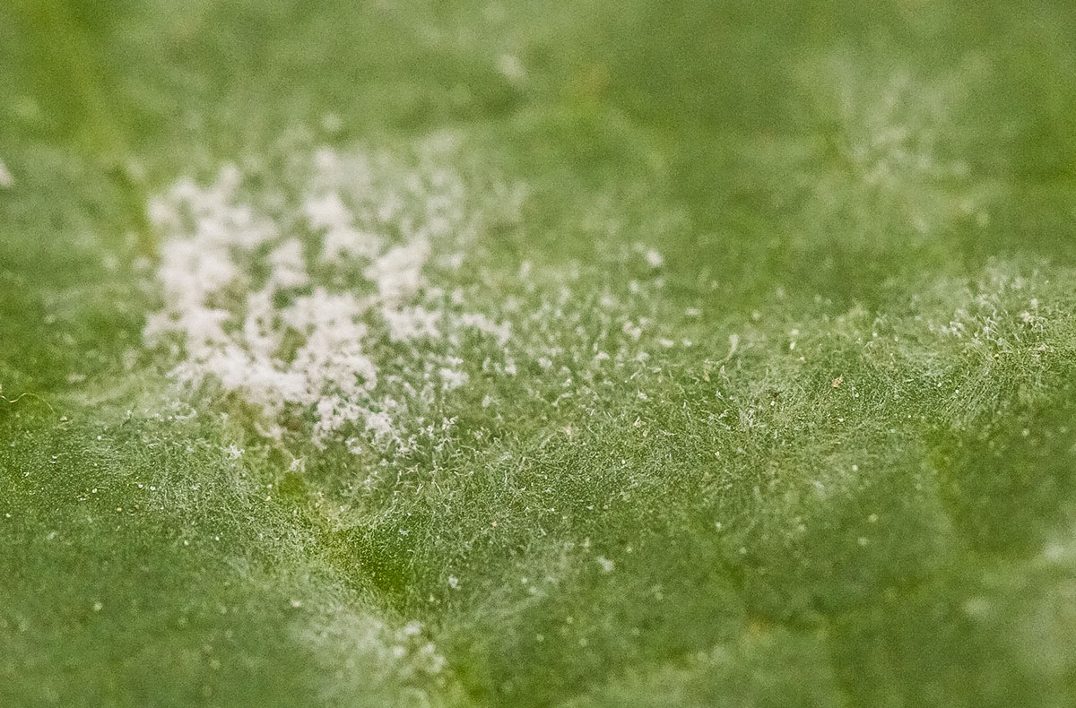 Close up of powdery mildew on a plant leaf