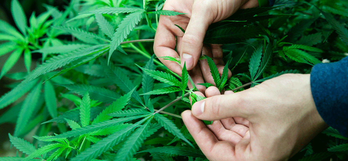 Cultivator checking cannabis leaves for powdery mildew