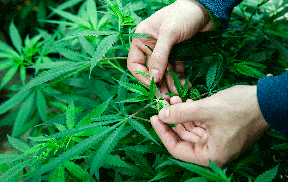 Cultivator checking cannabis leaves for powdery mildew