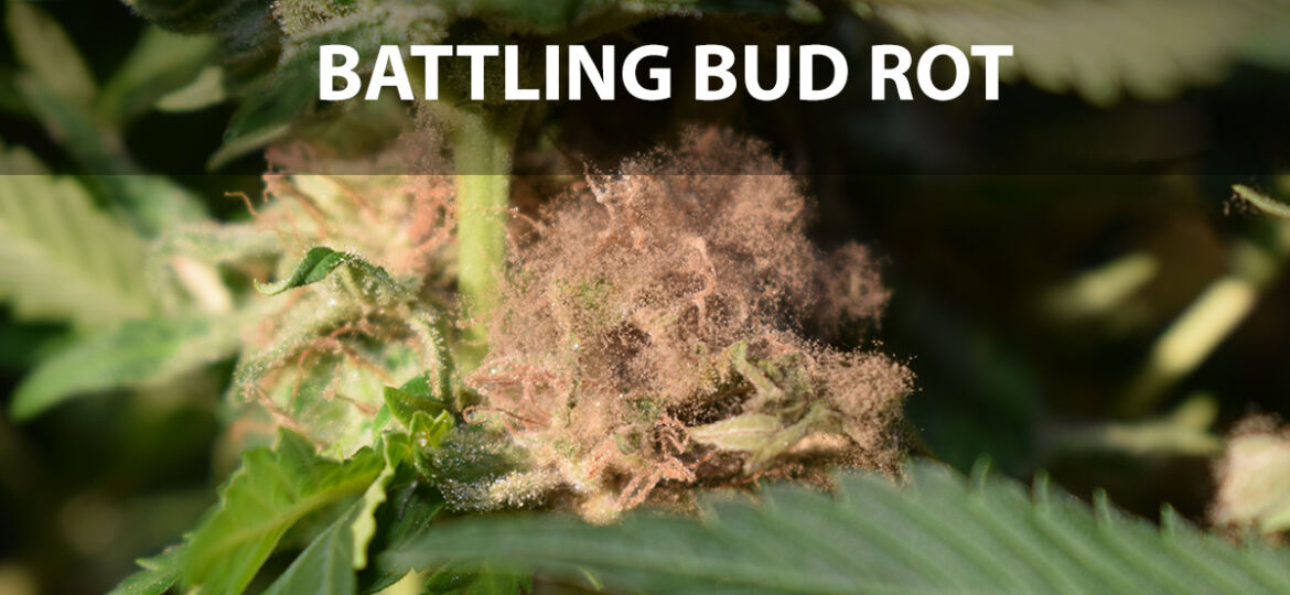 Bud Rot Botrytis