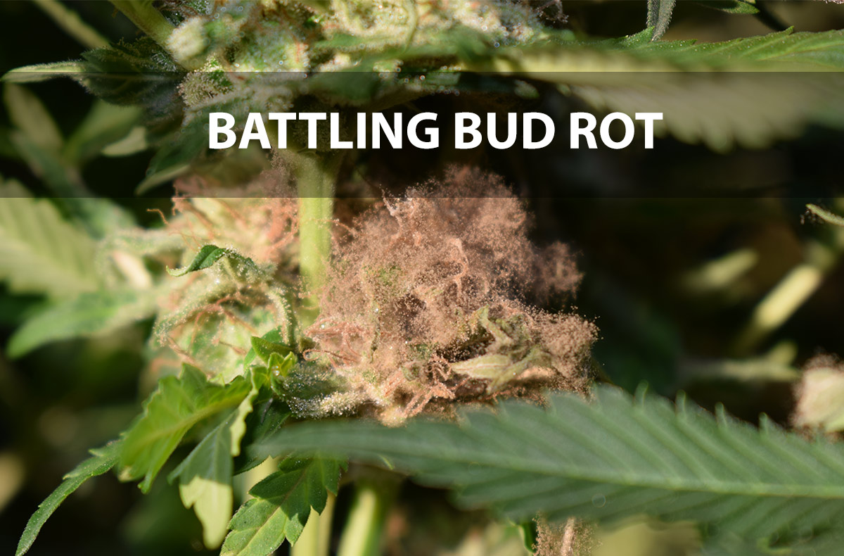 Bud Rot Botrytis