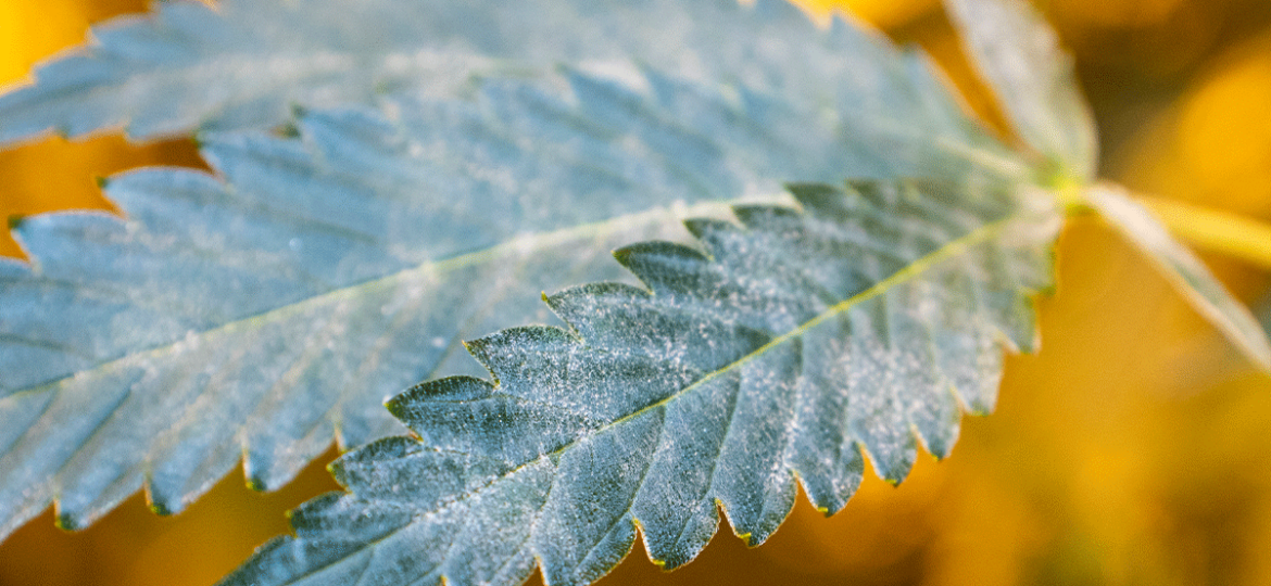 Powdery mildew covering a cannabis leaf