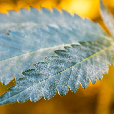 Powdery mildew covering a cannabis leaf