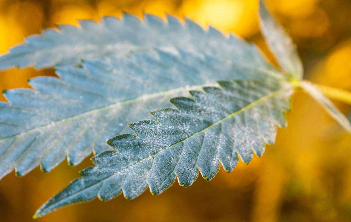 Powdery mildew covering a cannabis leaf