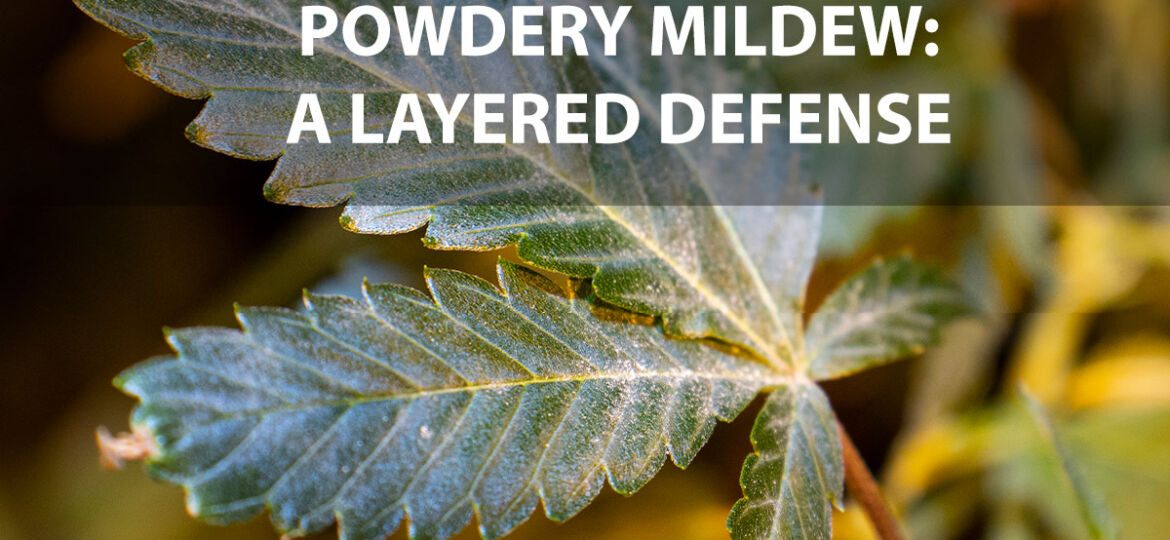 Powdery Mildew a layered defense