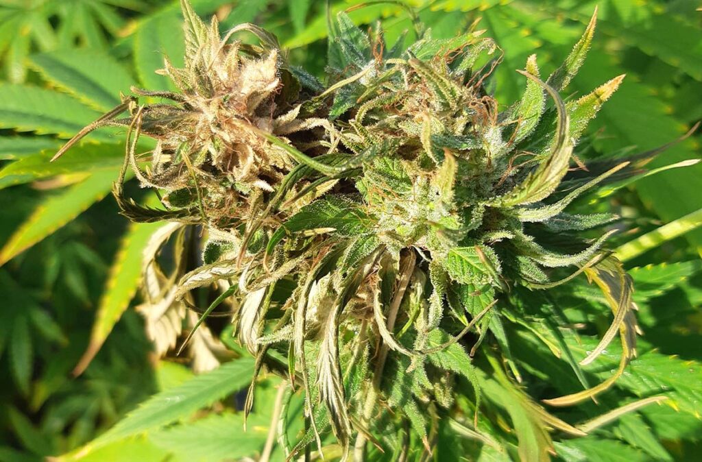 Shriveled, yellowing leaves of cannabis plant with bud rot also known as botrytis