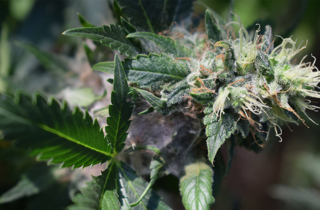 Cannabis flower with white, wispy fungus that are early signs of bud rot botrytis