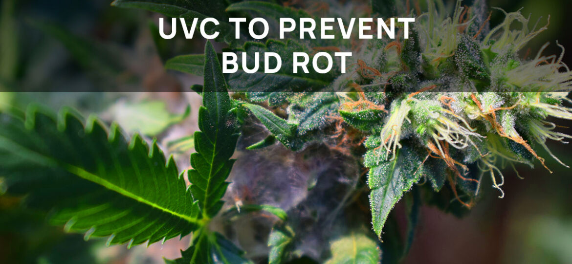 UVC to prevent bud rot