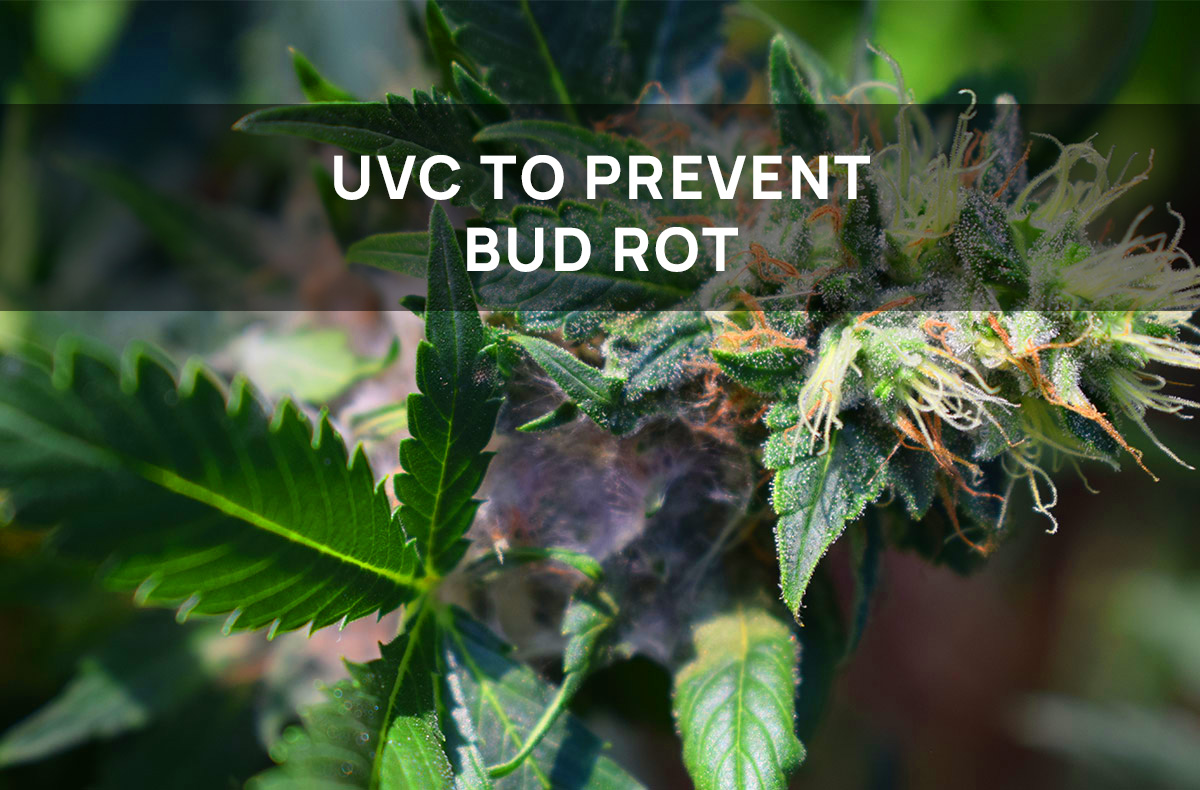 UVC to prevent bud rot