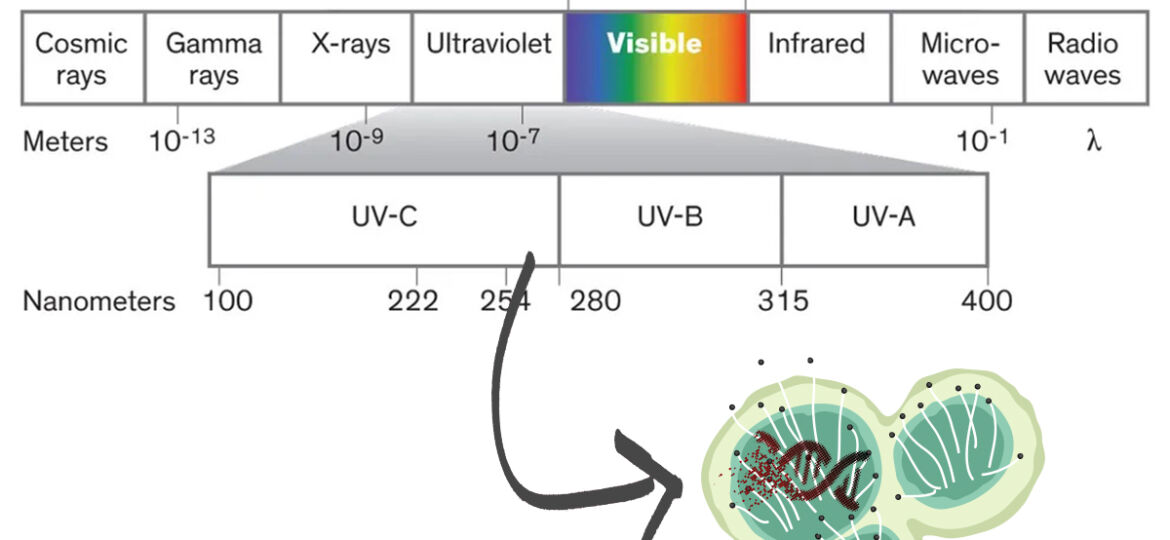 UVC light disinfection for powdery mildew and bud rot