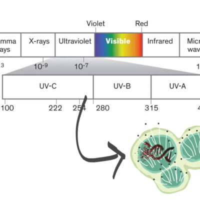 UVC light disinfection for powdery mildew and bud rot