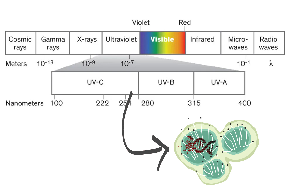 UVC light disinfection for powdery mildew and bud rot